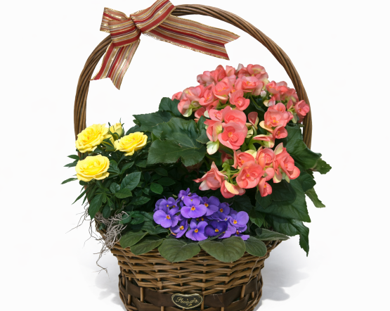 Flower emotion Flower emotion