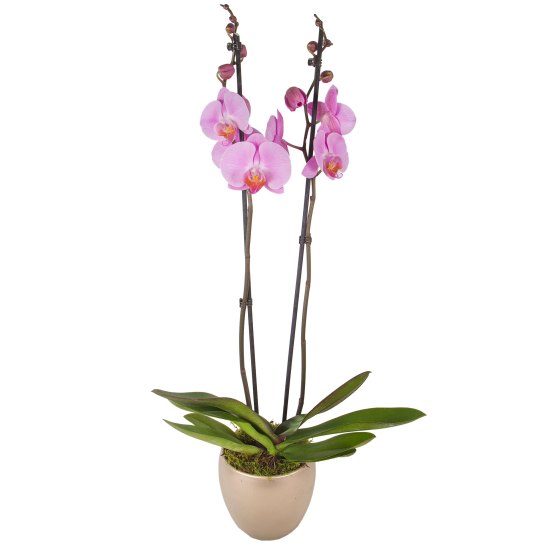Pink orchid Pink orchid