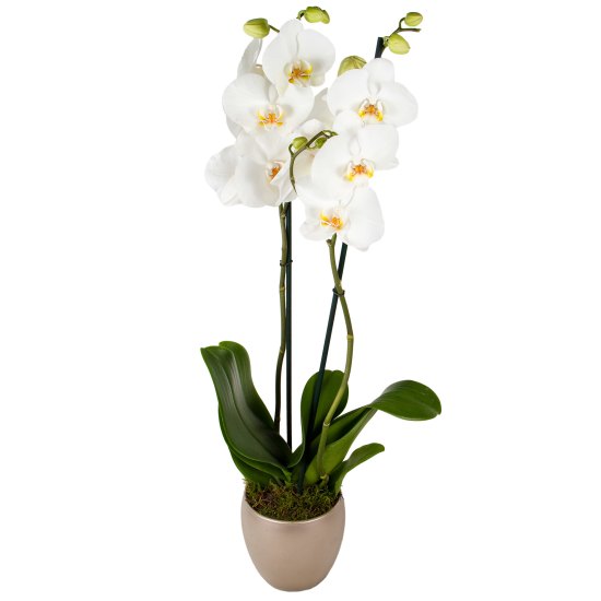 Orhid phaleanopsis white Orhid phaleanopsis white